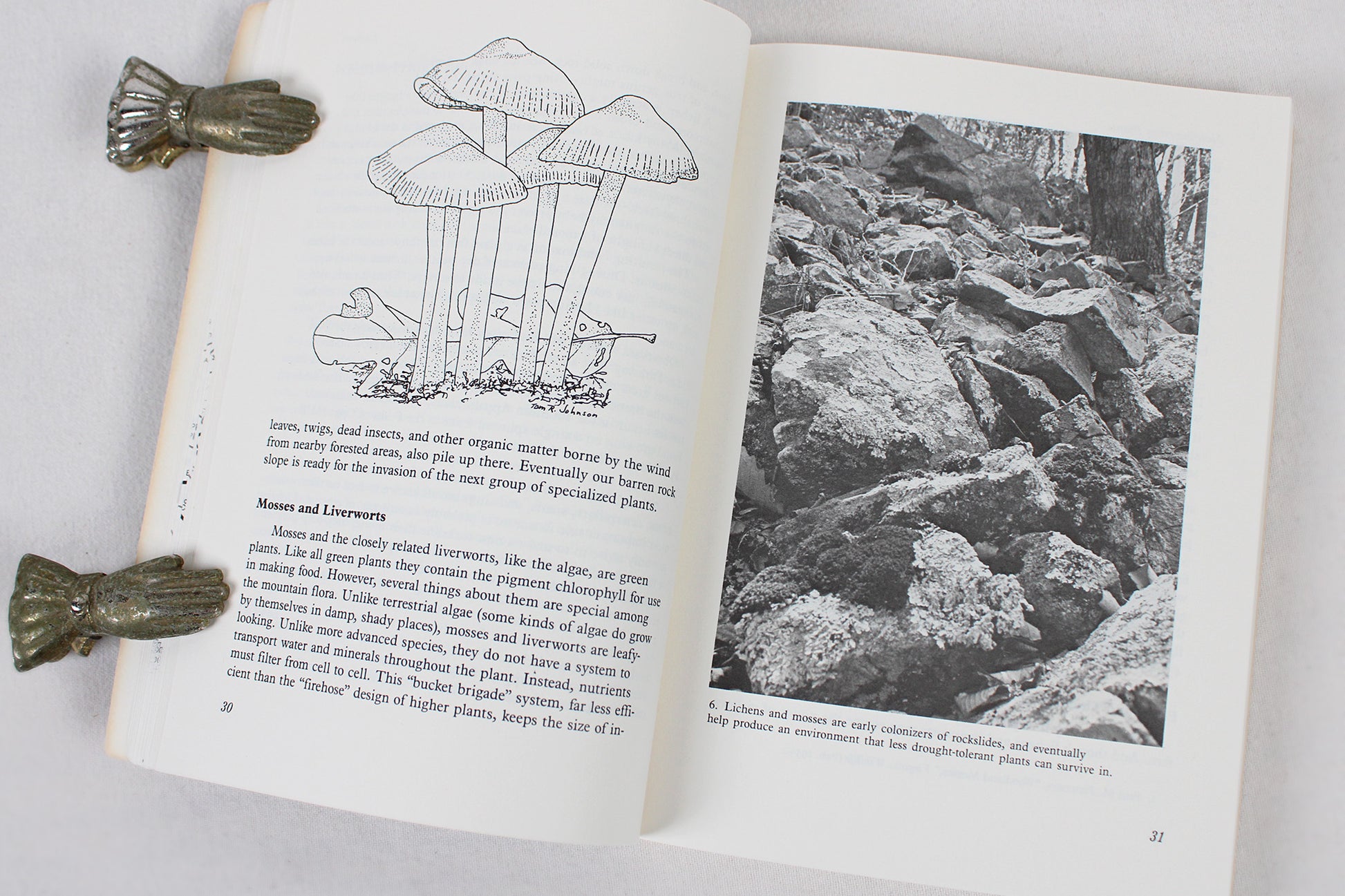 A Naturalist's Blue Ridge Parkway