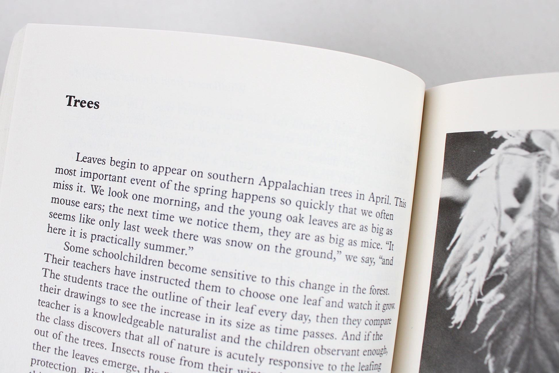 A Naturalist's Blue Ridge Parkway