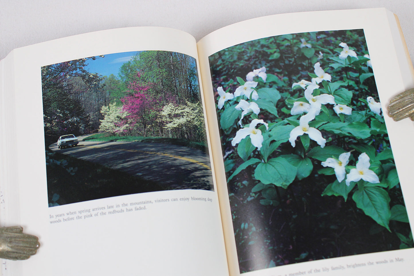 A Naturalist's Blue Ridge Parkway