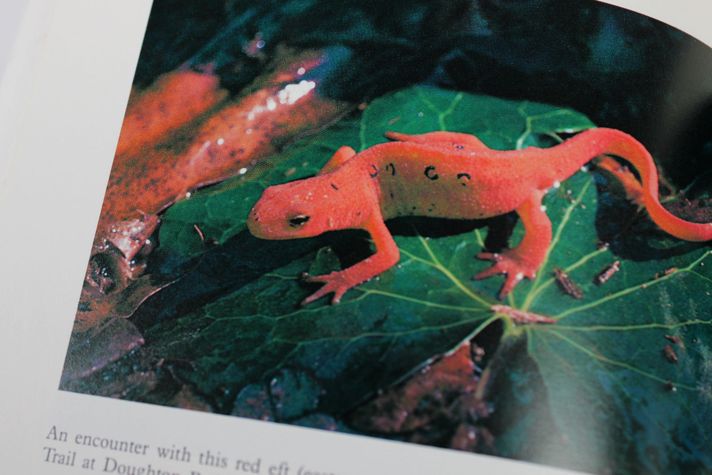 A Naturalist's Blue Ridge Parkway