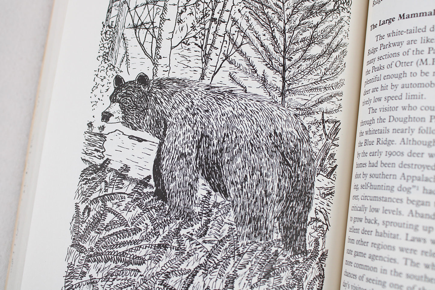 A Naturalist's Blue Ridge Parkway