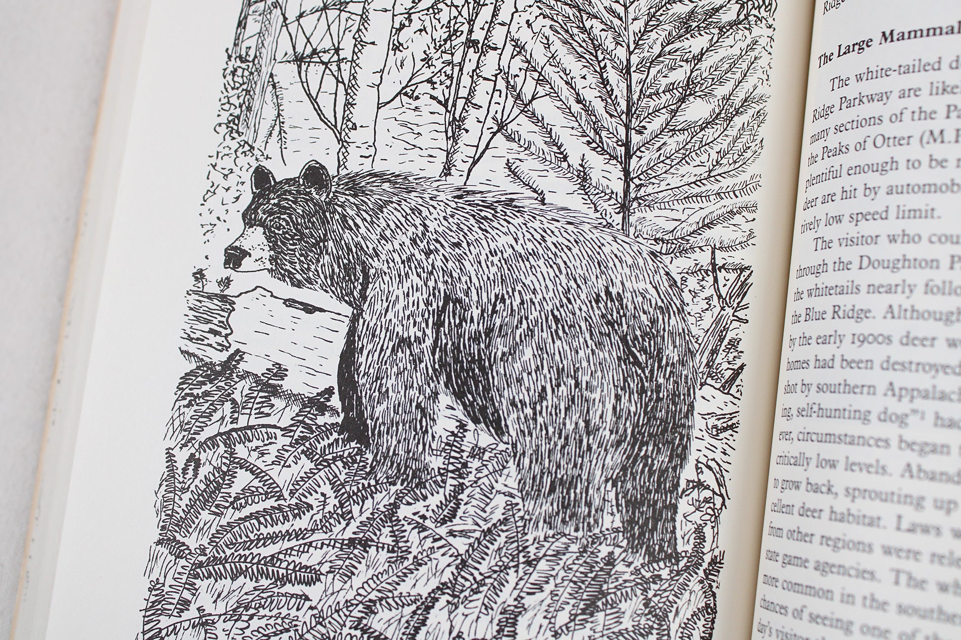 A Naturalist's Blue Ridge Parkway