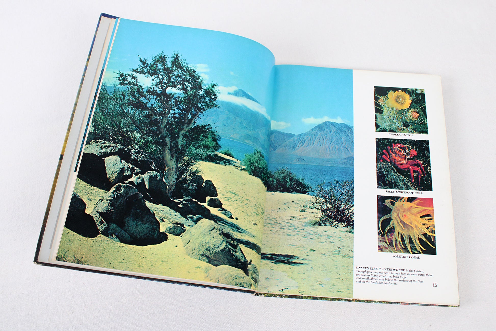 The Sea of Cortez: Gulf of California, Baja, Mainland Coast / Mexico’s Primitive Frontier