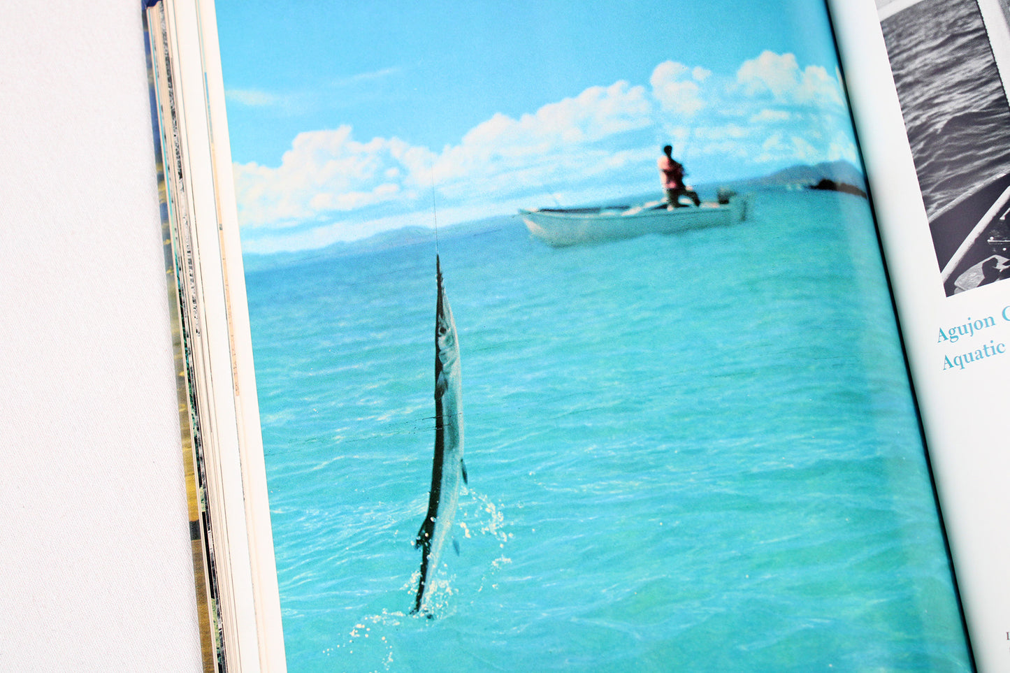 The Sea of Cortez: Gulf of California, Baja, Mainland Coast / Mexico’s Primitive Frontier