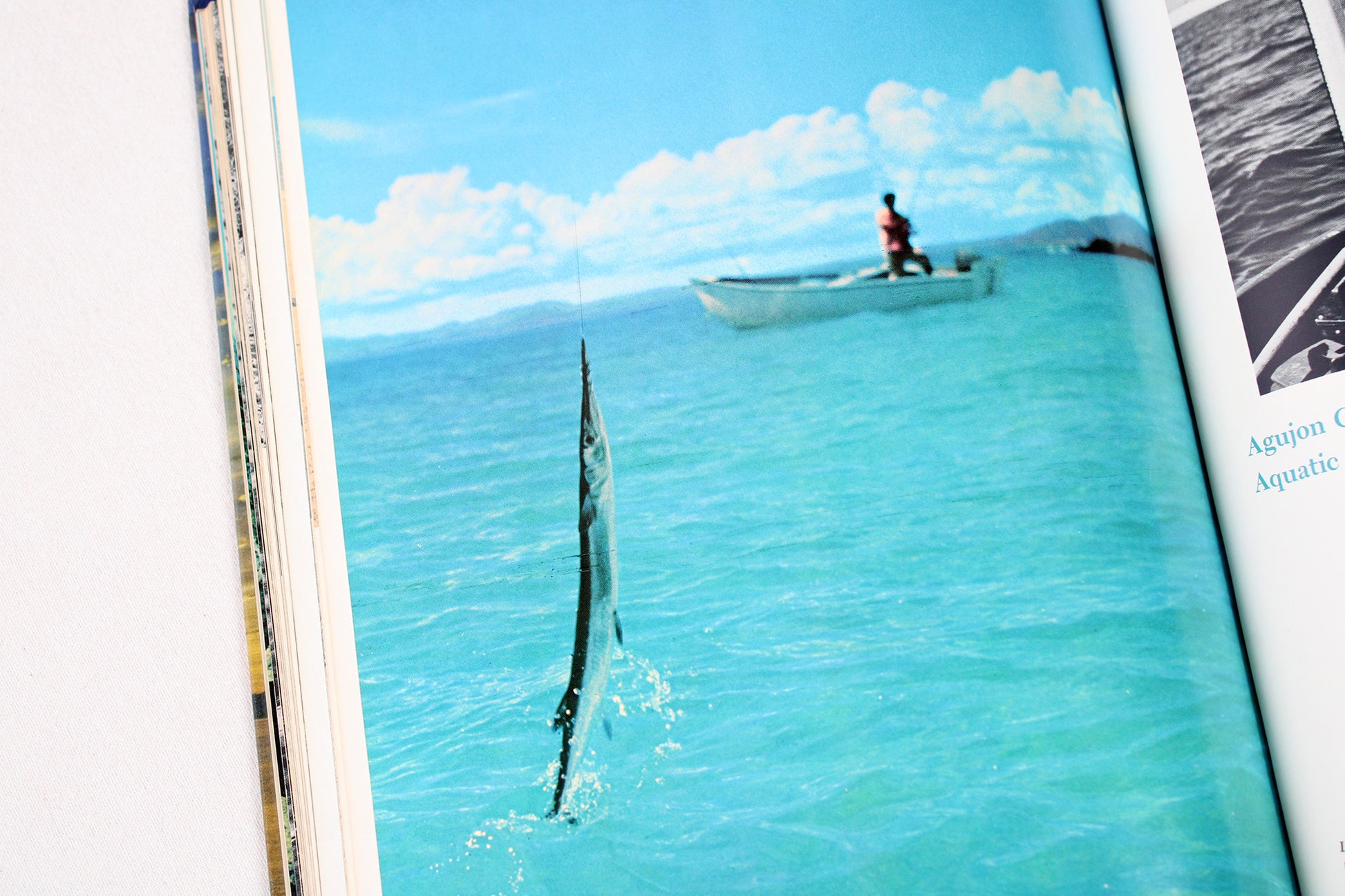 The Sea of Cortez: Gulf of California, Baja, Mainland Coast / Mexico’s Primitive Frontier