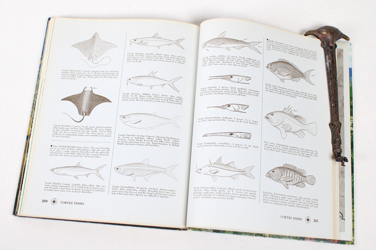 The Sea of Cortez: Gulf of California, Baja, Mainland Coast / Mexico’s Primitive Frontier