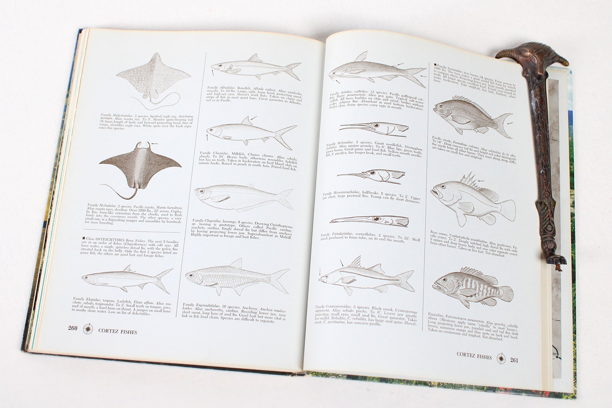The Sea of Cortez: Gulf of California, Baja, Mainland Coast / Mexico’s Primitive Frontier